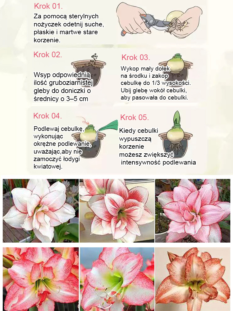 【Kiełkuje w 3 dni i kwitnie w 25 dni】Silnie pachnące, całoroczne, kwitnące cebule amarylisów✨✨✨Wyznaczony składnik głównych marek perfum