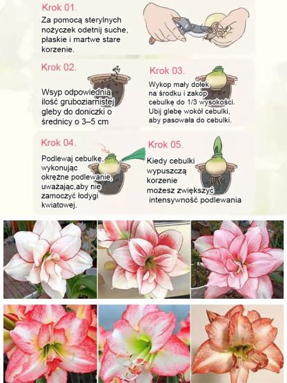 【Kiełkuje w 3 dni i kwitnie w 25 dni】Silnie pachnące, całoroczne, kwitnące cebule amarylisów✨✨✨Wyznaczony składnik głównych marek perfum
