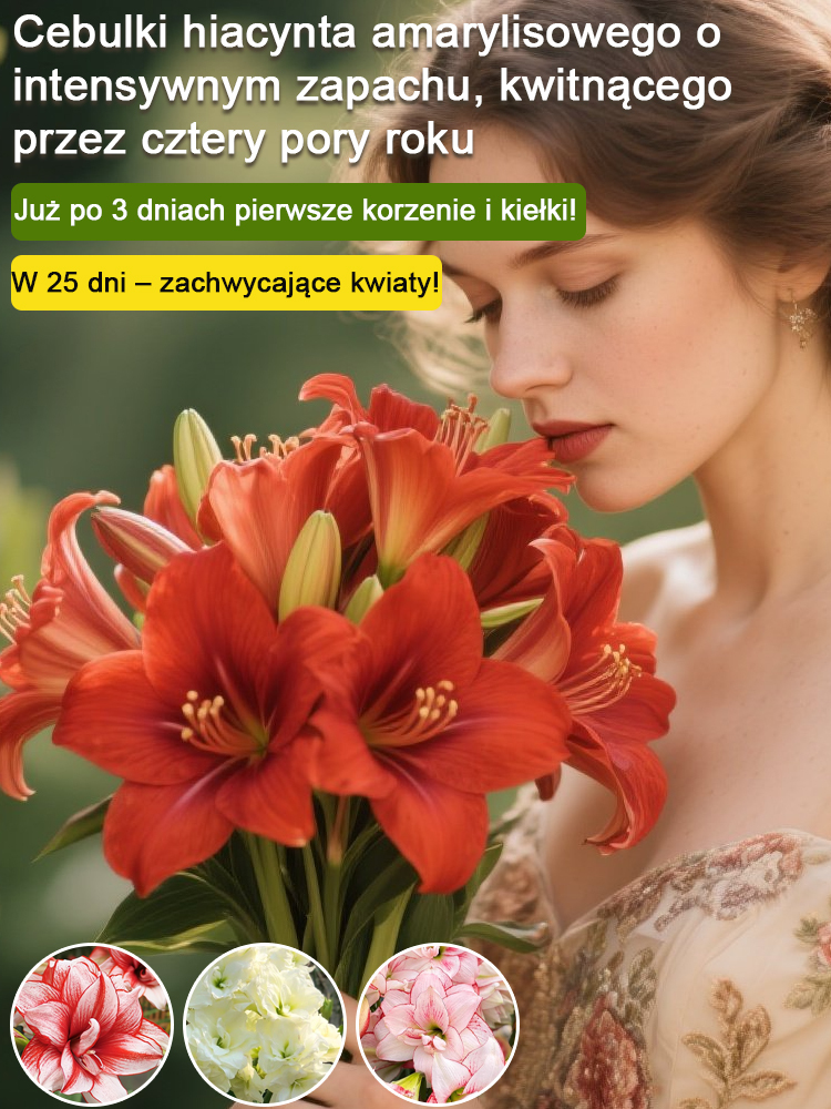 【Kiełkuje w 3 dni i kwitnie w 25 dni】Silnie pachnące, całoroczne, kwitnące cebule amarylisów✨✨✨Wyznaczony składnik głównych marek perfum