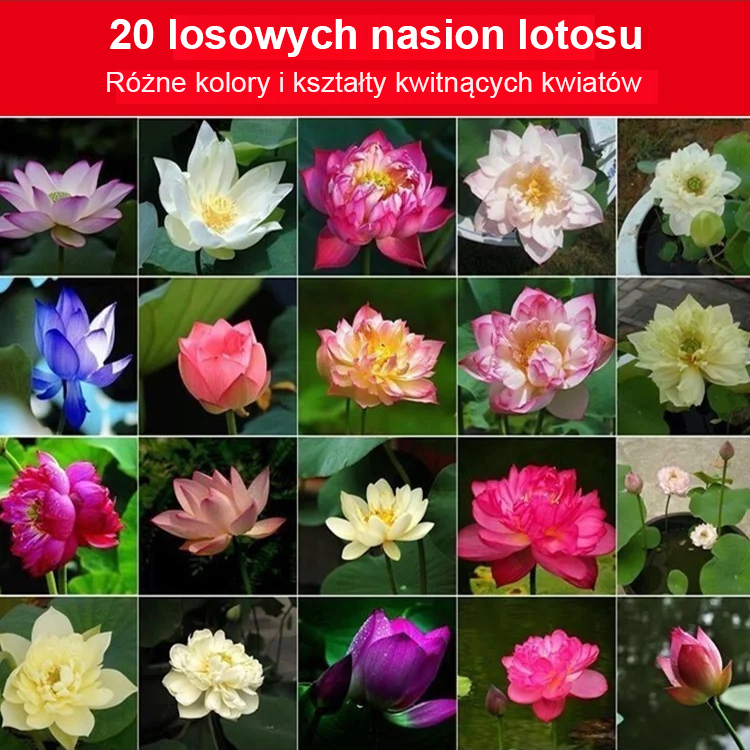 【Wystarczy włożyć je do wody, a zakwitną】 Nasiona ozdobnego lotosu wodnego🪷🪷🪷Może pomóc przyciągnąć bogactwo i szczęście