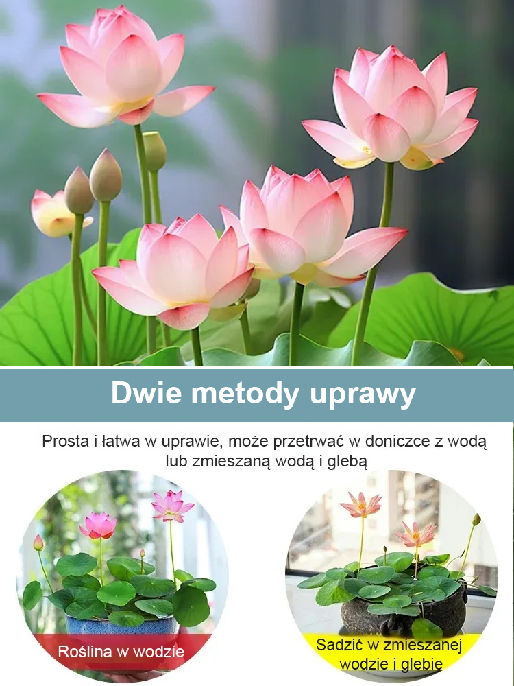 【Może przynieść szczęście i bogactwo】Małe nasiona lotosu✨Kiełkuje w ciągu 7 dni i w pełni kwitnie w ciągu 30 dni