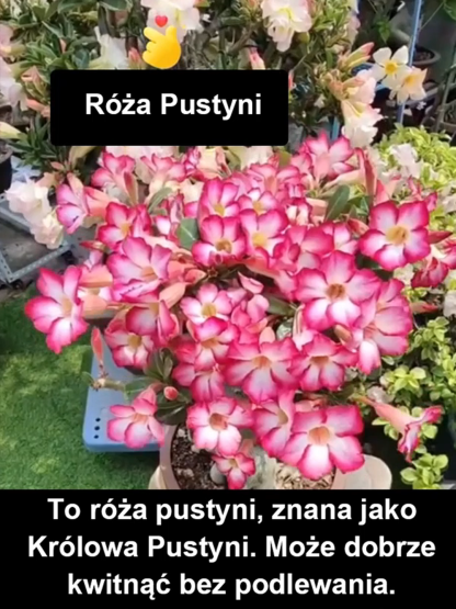 【Nie wyschnie, jeśli nie będziesz go podlewać przez dwa miesiące】Cebule róży pustynnej💐Będzie w stanie zakwitnąć w ciągu 25 dni i żyć przez sto lat.
