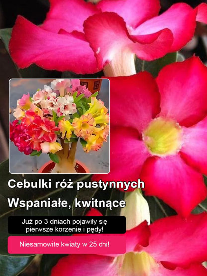 【Nie wyschnie, jeśli nie będziesz go podlewać przez dwa miesiące】Cebule róży pustynnej💐Będzie w stanie zakwitnąć w ciągu 25 dni i żyć przez sto lat.