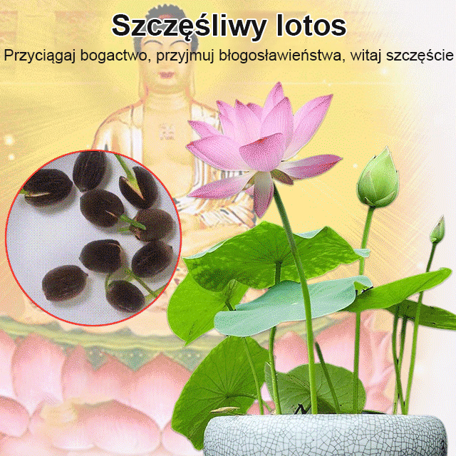 【Wystarczy włożyć je do wody, a zakwitną】 Nasiona ozdobnego lotosu wodnego🪷🪷🪷Może pomóc przyciągnąć bogactwo i szczęście