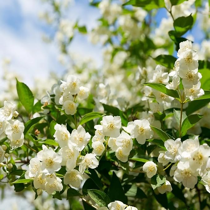 🏆Flash Sale⚡ 50K+ SOLD! Almost Gone-💥🌸 Jasmine Seeds,Best gifts