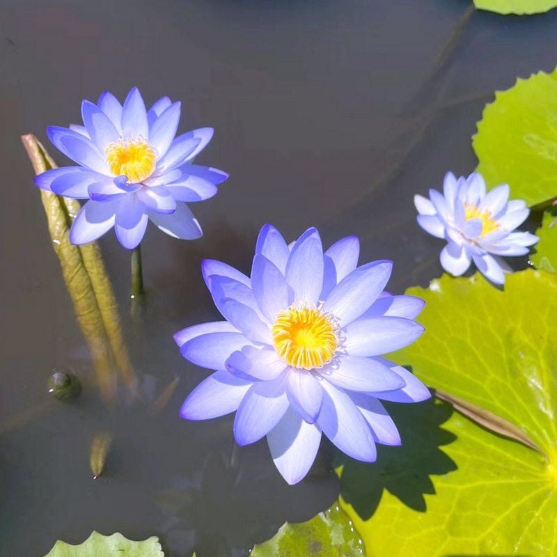 💐The Sacred Bonsai Bowl Lotus Flower Seeds