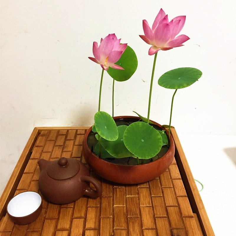 Last Day 50% OFF ✨The Sacred Bonsai Lotus Flower Seeds - 98% Germination