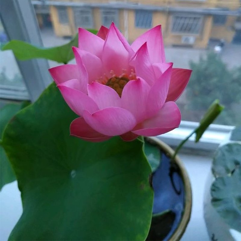 Last Day 50% OFF ✨The Sacred Bonsai Lotus Flower Seeds - 98% Germination