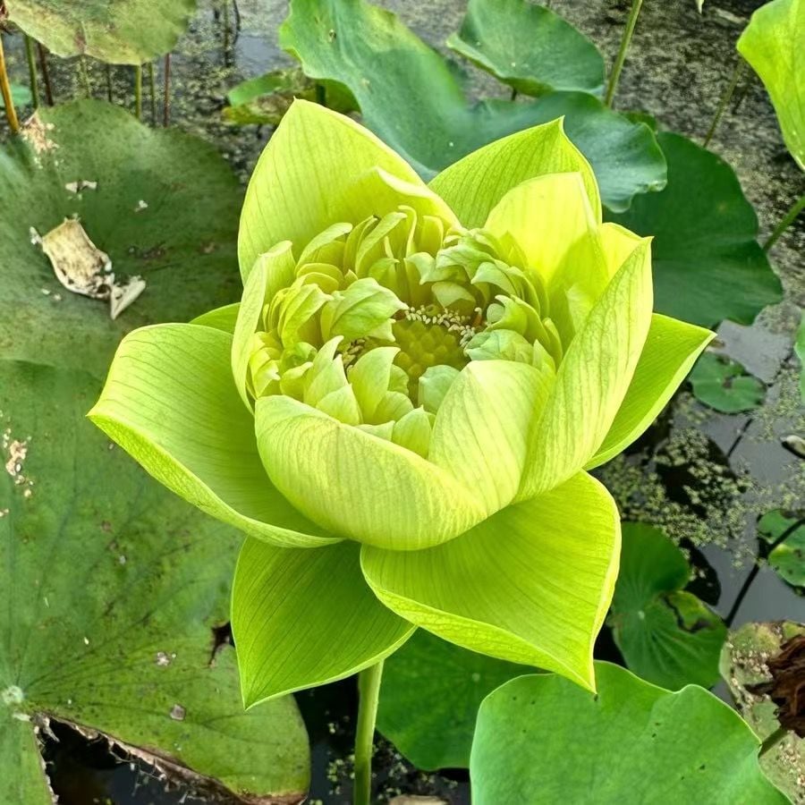💐The Sacred Bonsai Bowl Lotus Flower Seeds