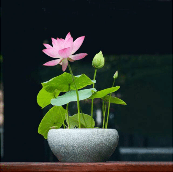 Last Day 50% OFF ✨The Sacred Bonsai Lotus Flower Seeds - 98% Germination