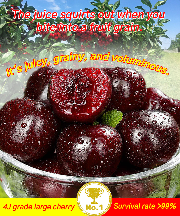 【🍒No fruiting, full refund /Chilean Imported Chelsea Saplings🍒】It's planted now and ready to harvest in two months🌱 No need for pollination/three year old cherry seedlings/fruiting the following month✨