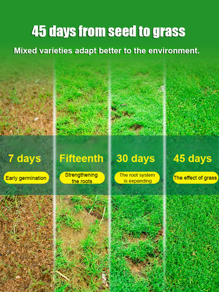 🌿The latest four-season green wool lawn seeds developed by the US Academy of Sciences🌿One bag covers an area of 60 square meters✅