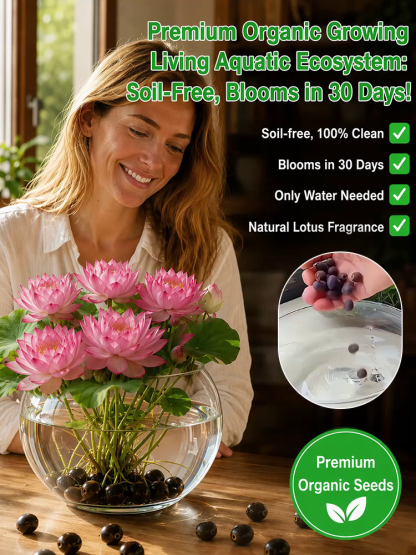 【 3-Day Sprout】Hydroponic Lotus | Grow in Plain Water | Extra-Long Blooming Period of Over 200 Days – Purifies the Air 🌸