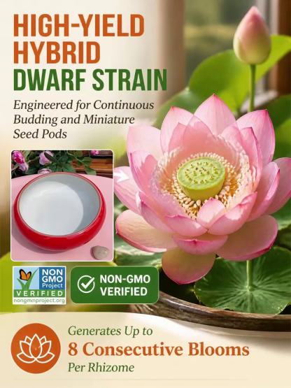 Direct Nursery Deal 🌸 Hydroponic Mini Lotus | Water Only No Soil | Natural Air Purifier | 8-Month Bloom 🪷