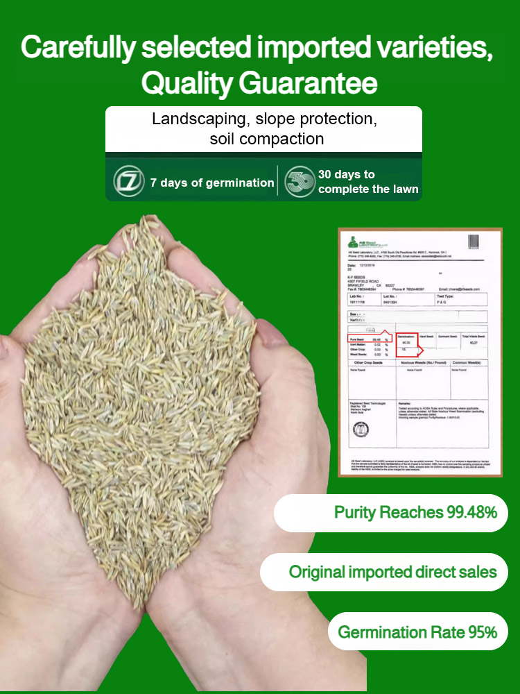 🌿The latest four-season green wool lawn seeds developed by the US Academy of Sciences🌿One bag covers an area of 60 square meters✅