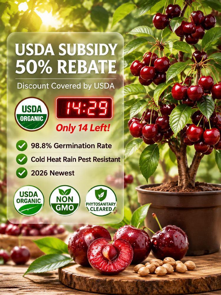 [100% Germination Guarantee] 4J XXL Regina Sweet Cherry Seeds | Carefully Selected Seeds with High Germination Rates | Bears Fruit Within One Year of Planting | Ideal for Balconies and Gardens | Cold-Hardy to -20°C 🍒