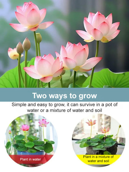 [Fortune-bringing and fortune-bringing] Ornamental water-cultured lotus