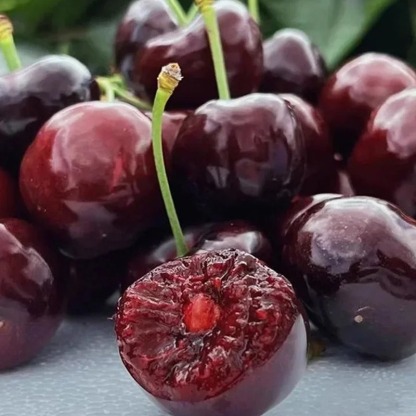 [100% Germination Guarantee] 4J XXL Regina Sweet Cherry Seeds | Carefully Selected Seeds with High Germination Rates | Bears Fruit Within One Year of Planting | Ideal for Balconies and Gardens | Cold-Hardy to -20°C 🍒