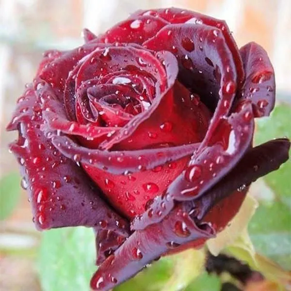 🎁Today's Special Offer🎁🌹Rare Rose Seed Series