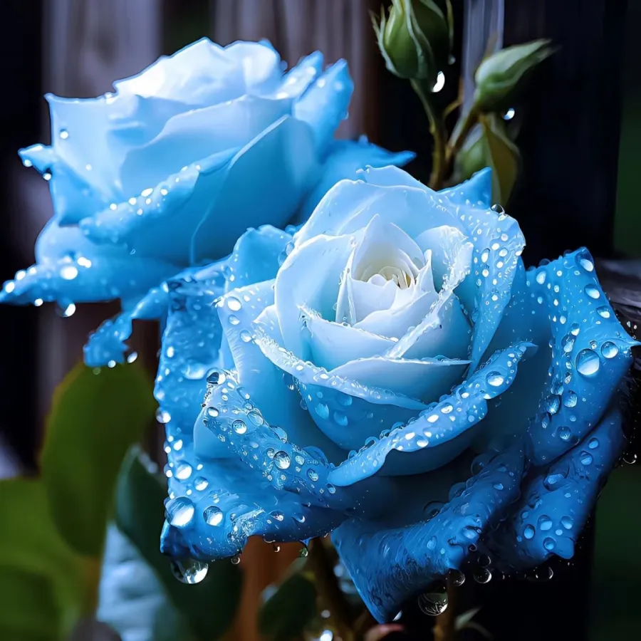 🎁Today's Special Offer🎁🌹Rare Rose Seed Series