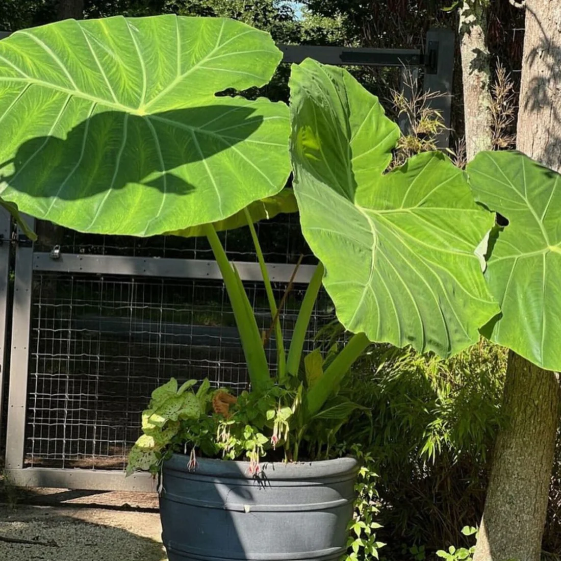 🚨𝗧𝗼𝗱𝗮𝘆'𝘀 𝗦𝗽𝗲𝗰𝗶𝗮𝗹𝘀🔥Homegrown Giant Colocasia Gigantea Elephant Ear Plant Bulbs (Ready to Sprout)