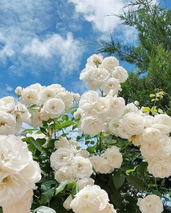 🎁Today's Special Offer🎁🌹Climbing Vine Rose Flower Seeds