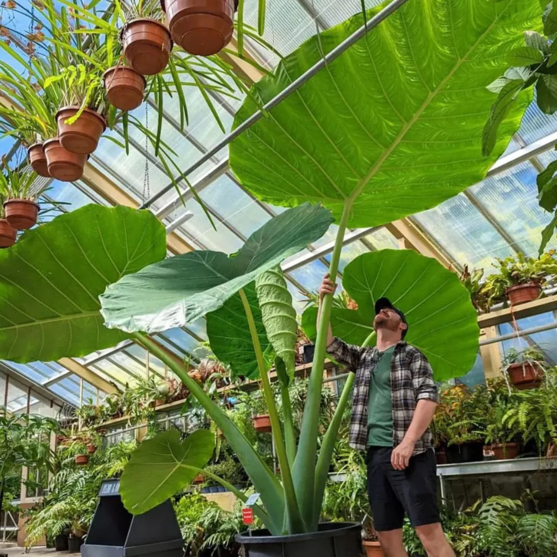 🚨𝗧𝗼𝗱𝗮𝘆'𝘀 𝗦𝗽𝗲𝗰𝗶𝗮𝗹𝘀🔥Homegrown Giant Colocasia Gigantea Elephant Ear Plant Bulbs (Ready to Sprout)