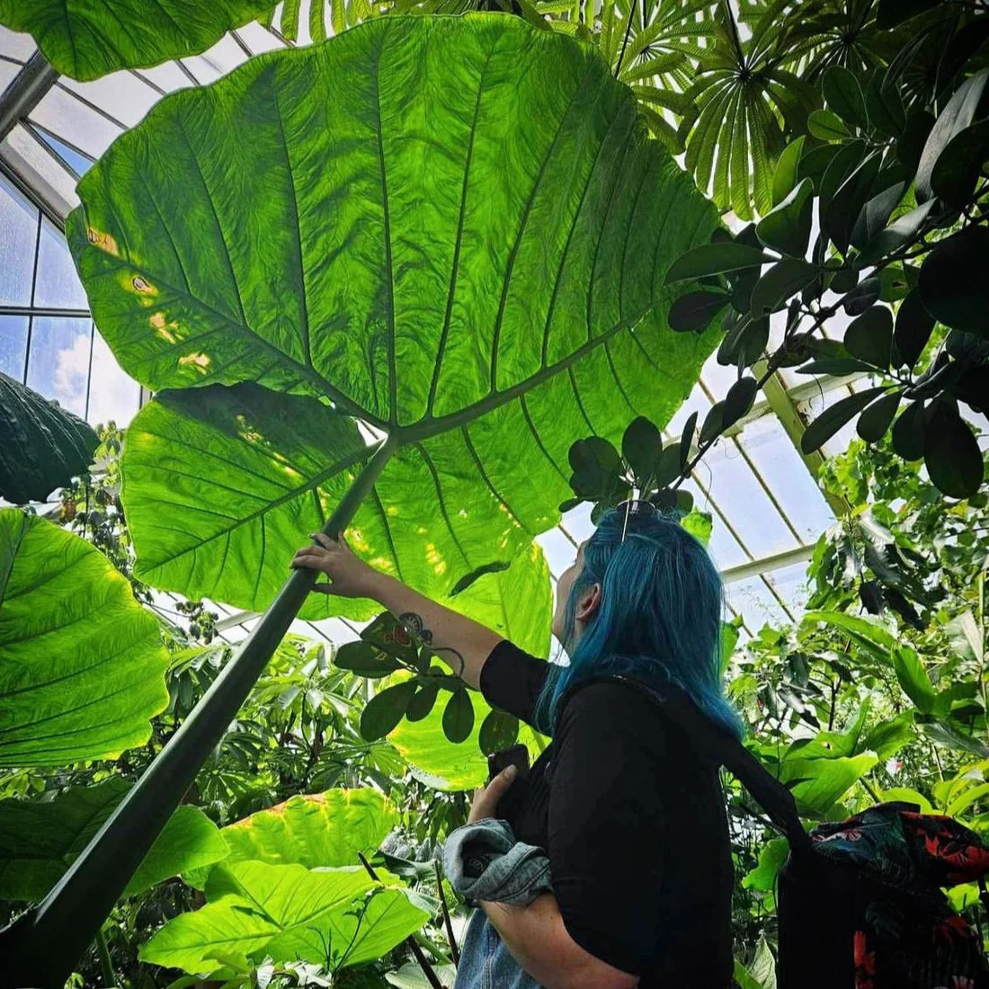 🚨𝗧𝗼𝗱𝗮𝘆'𝘀 𝗦𝗽𝗲𝗰𝗶𝗮𝗹𝘀🔥Homegrown Giant Colocasia Gigantea Elephant Ear Plant Bulbs (Ready to Sprout)