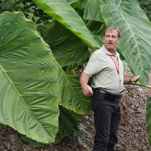 🚨𝗧𝗼𝗱𝗮𝘆'𝘀 𝗦𝗽𝗲𝗰𝗶𝗮𝗹𝘀🔥Homegrown Giant Colocasia Gigantea Elephant Ear Plant Bulbs (Ready to Sprout)