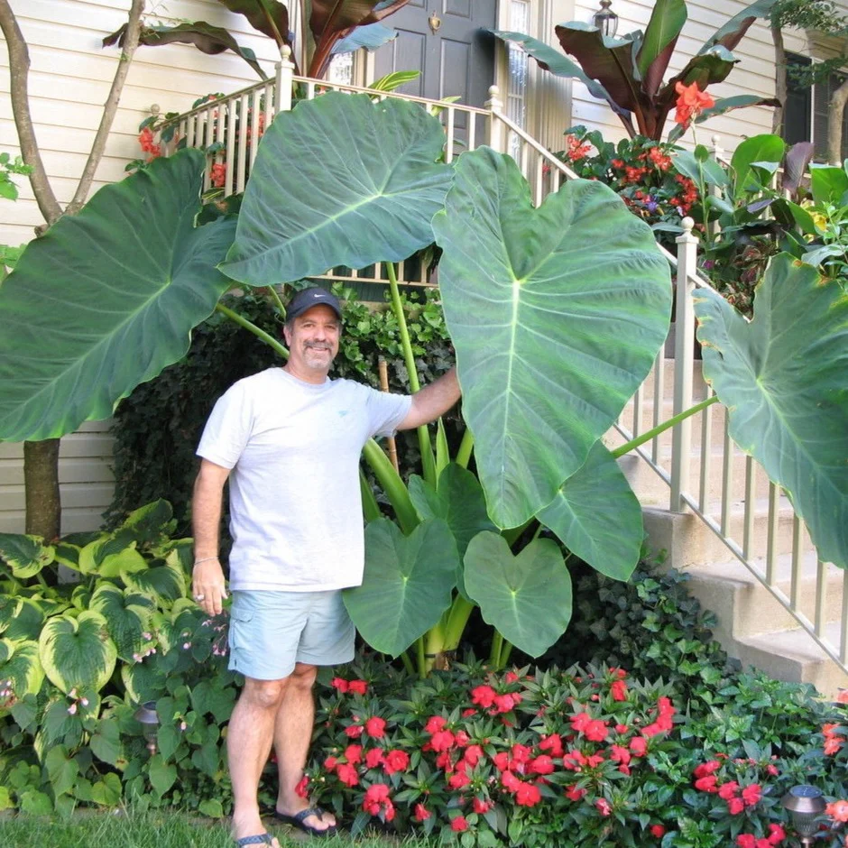 🚨𝗧𝗼𝗱𝗮𝘆'𝘀 𝗦𝗽𝗲𝗰𝗶𝗮𝗹𝘀🔥Homegrown Giant Colocasia Gigantea Elephant Ear Plant Bulbs (Ready to Sprout)