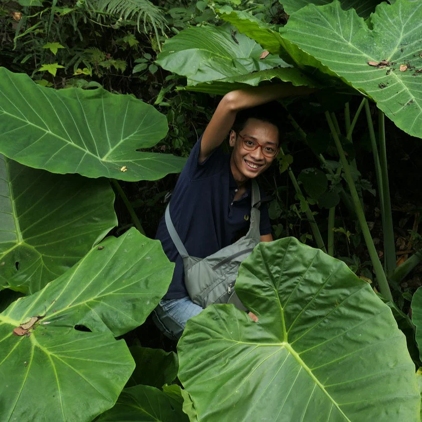 🚨𝗧𝗼𝗱𝗮𝘆'𝘀 𝗦𝗽𝗲𝗰𝗶𝗮𝗹𝘀🔥Homegrown Giant Colocasia Gigantea Elephant Ear Plant Bulbs (Ready to Sprout)