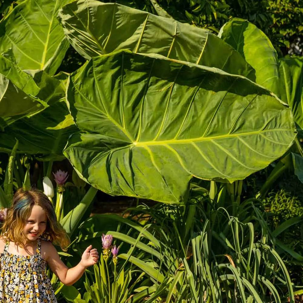 🚨𝗧𝗼𝗱𝗮𝘆'𝘀 𝗦𝗽𝗲𝗰𝗶𝗮𝗹𝘀🔥Homegrown Giant Colocasia Gigantea Elephant Ear Plant Bulbs (Ready to Sprout)