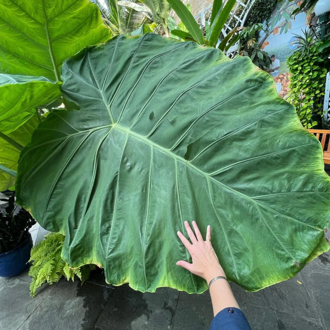 🚨𝗧𝗼𝗱𝗮𝘆'𝘀 𝗦𝗽𝗲𝗰𝗶𝗮𝗹𝘀🔥Homegrown Giant Colocasia Gigantea Elephant Ear Plant Bulbs (Ready to Sprout)