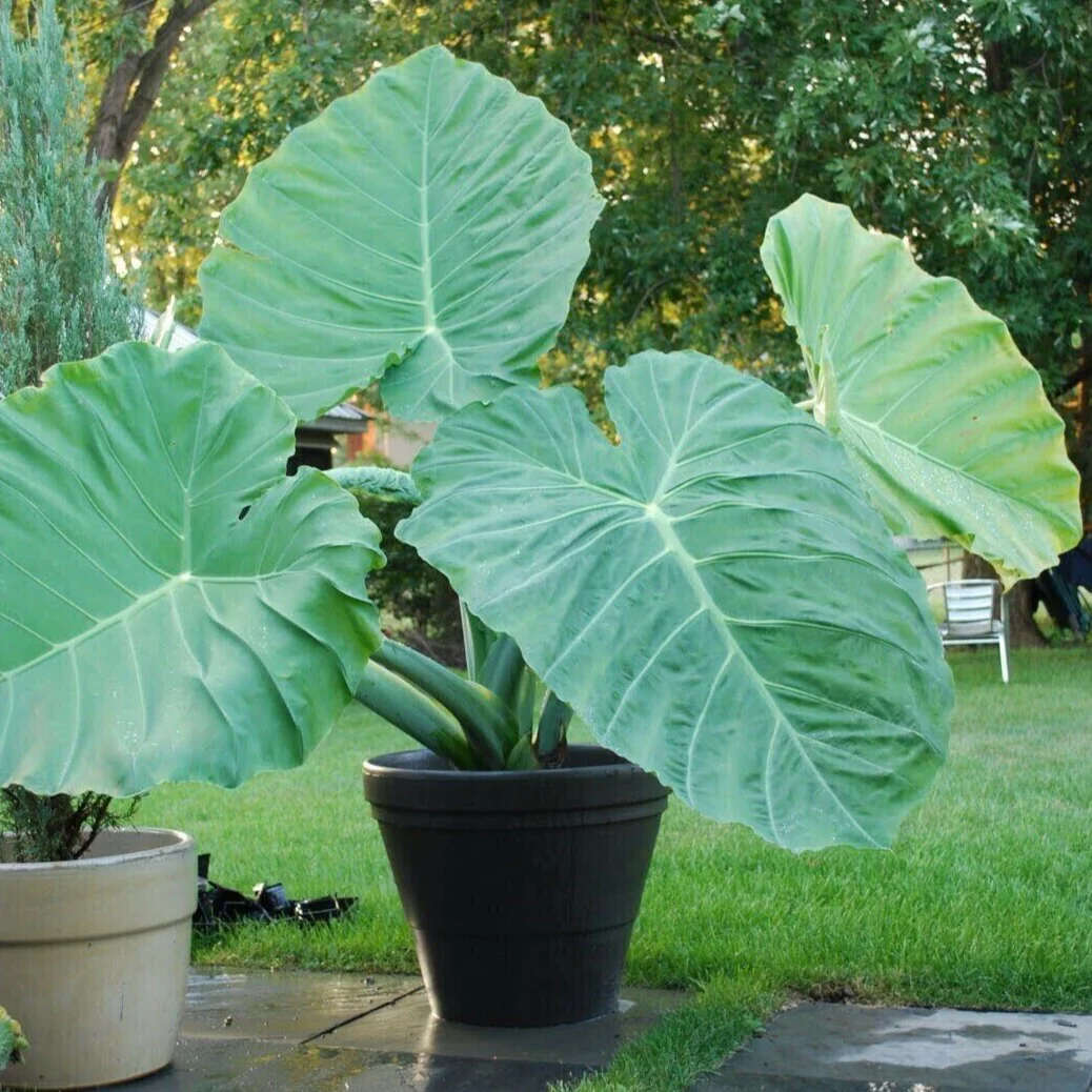 🚨𝗧𝗼𝗱𝗮𝘆'𝘀 𝗦𝗽𝗲𝗰𝗶𝗮𝗹𝘀🔥Homegrown Giant Colocasia Gigantea Elephant Ear Plant Bulbs (Ready to Sprout)