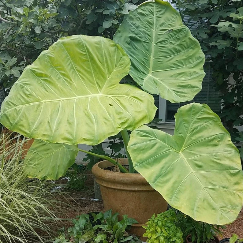 🚨𝗧𝗼𝗱𝗮𝘆'𝘀 𝗦𝗽𝗲𝗰𝗶𝗮𝗹𝘀🔥Homegrown Giant Colocasia Gigantea Elephant Ear Plant Bulbs (Ready to Sprout)