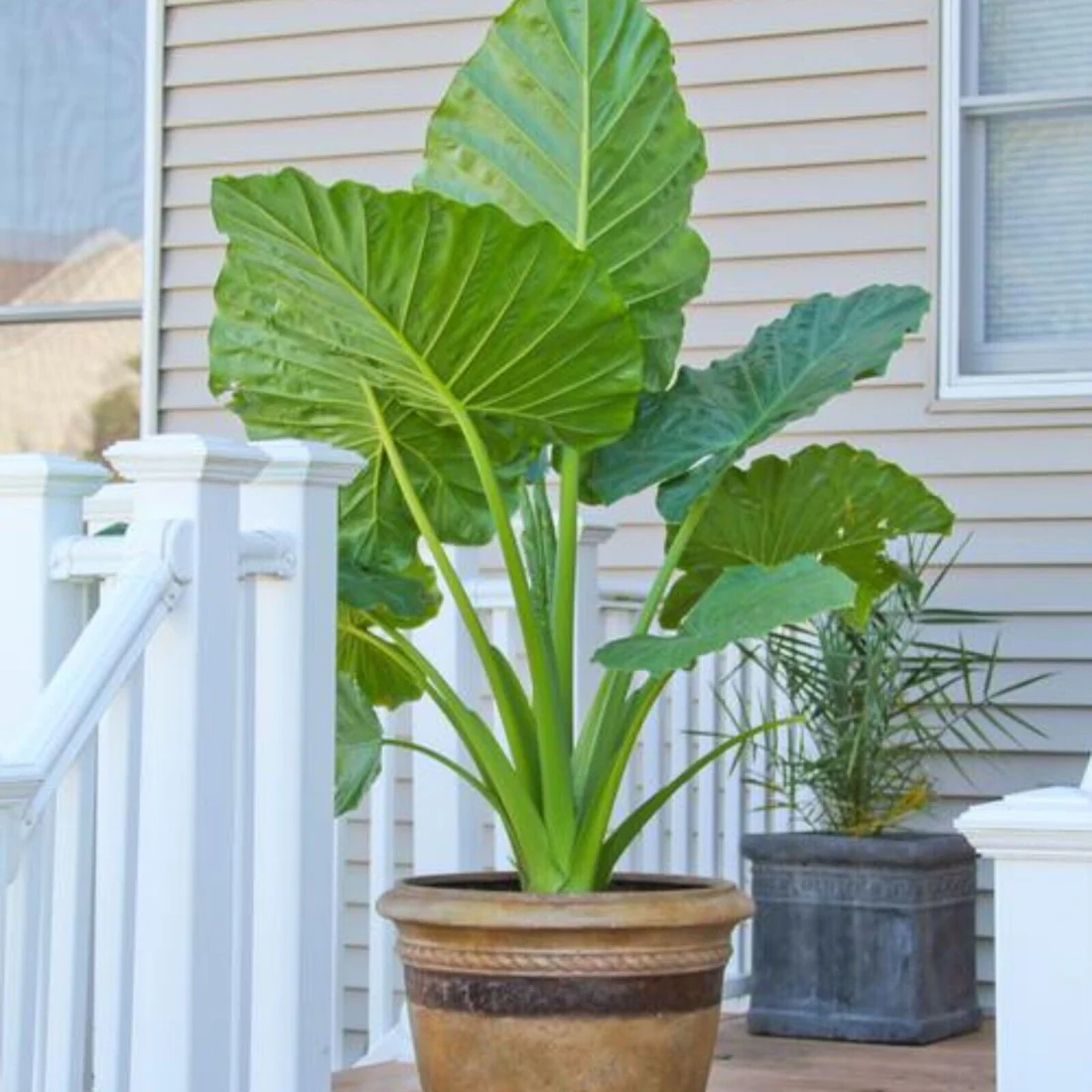 🚨𝗧𝗼𝗱𝗮𝘆'𝘀 𝗦𝗽𝗲𝗰𝗶𝗮𝗹𝘀🔥Homegrown Giant Colocasia Gigantea Elephant Ear Plant Bulbs (Ready to Sprout)
