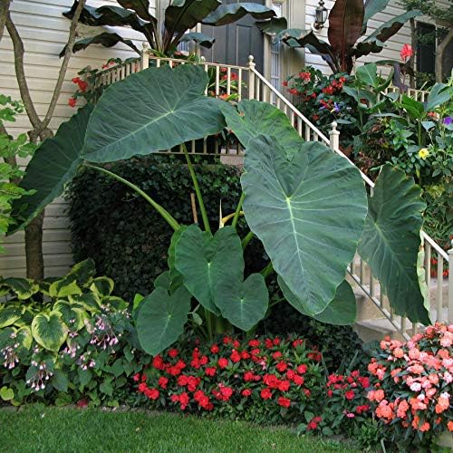 🚨𝗧𝗼𝗱𝗮𝘆'𝘀 𝗦𝗽𝗲𝗰𝗶𝗮𝗹𝘀🔥Homegrown Giant Colocasia Gigantea Elephant Ear Plant Bulbs (Ready to Sprout)