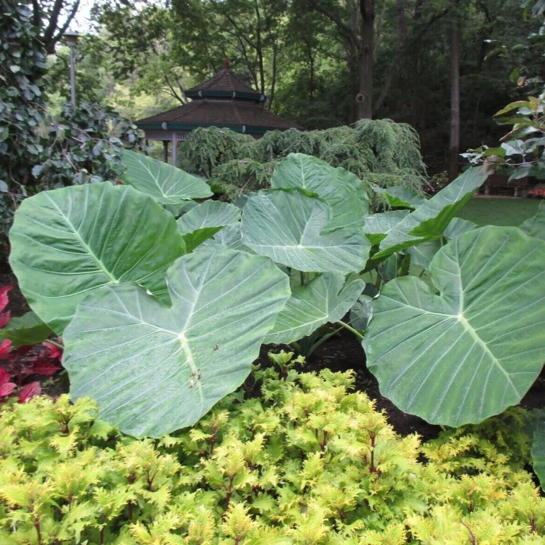 🚨𝗧𝗼𝗱𝗮𝘆'𝘀 𝗦𝗽𝗲𝗰𝗶𝗮𝗹𝘀🔥Homegrown Giant Colocasia Gigantea Elephant Ear Plant Bulbs (Ready to Sprout)