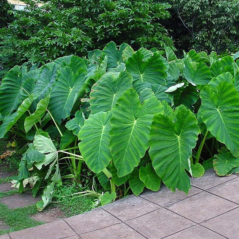 🚨𝗧𝗼𝗱𝗮𝘆'𝘀 𝗦𝗽𝗲𝗰𝗶𝗮𝗹𝘀🔥Homegrown Giant Colocasia Gigantea Elephant Ear Plant Bulbs (Ready to Sprout)