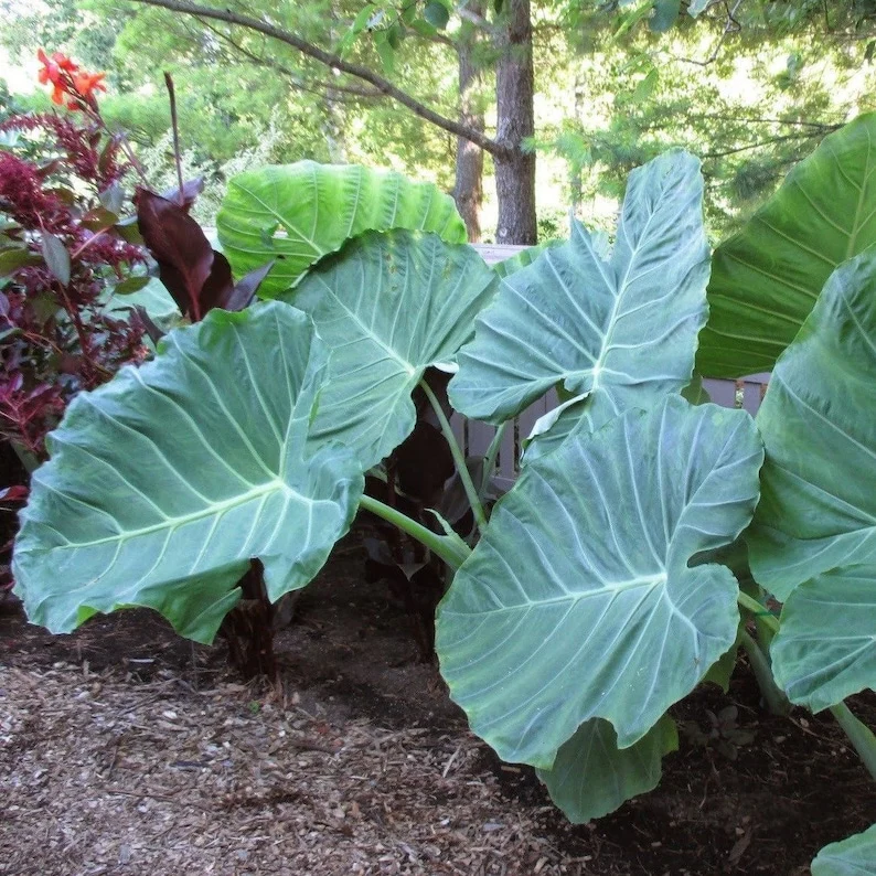 🚨𝗧𝗼𝗱𝗮𝘆'𝘀 𝗦𝗽𝗲𝗰𝗶𝗮𝗹𝘀🔥Homegrown Giant Colocasia Gigantea Elephant Ear Plant Bulbs (Ready to Sprout)