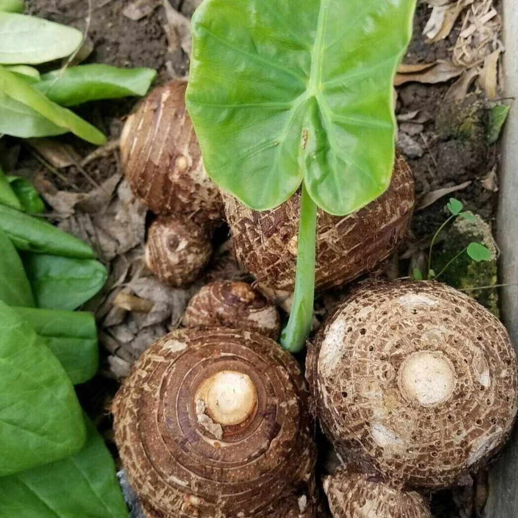 🚨𝗧𝗼𝗱𝗮𝘆'𝘀 𝗦𝗽𝗲𝗰𝗶𝗮𝗹𝘀🔥Homegrown Giant Colocasia Gigantea Elephant Ear Plant Bulbs (Ready to Sprout)