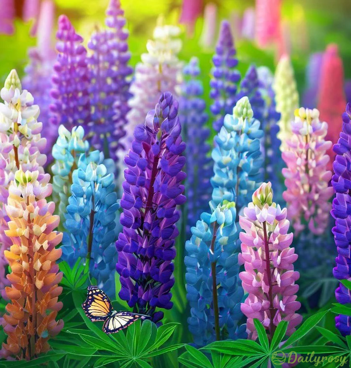 Mixed-color Lupine Seeds🎉-Plantjoyfarm-