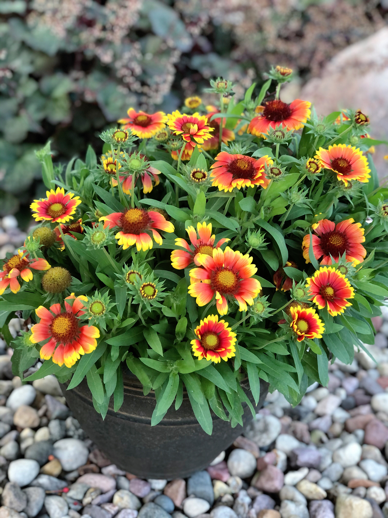 Blanket Flower Seeds-Plantjoyfarm-Flower Seeds
