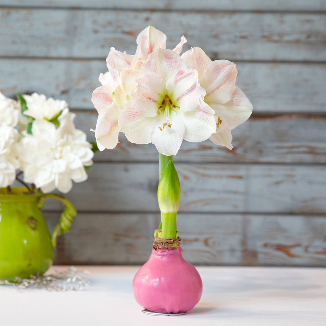 Amaryllis Bulbs - Easy-Care Pink Wax with White/Pink Blooms-Plantjoyfarm-flower bulb,Flower Seeds