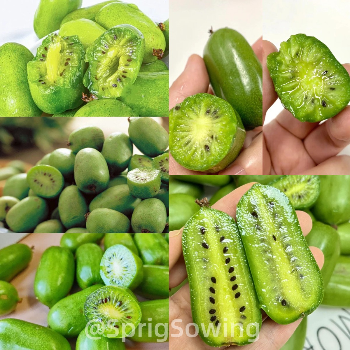 Soft Date Kiwi Fruit Seeds-Plantjoyfarm-
