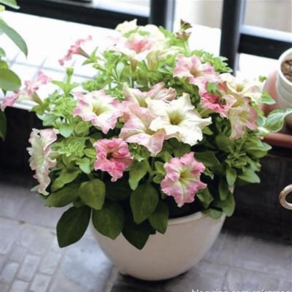 White Pink Scarce Rare Phantom Petunia Flower Seeds-Plantjoyfarm-flower,Flower Seeds,Petunia,best selling
