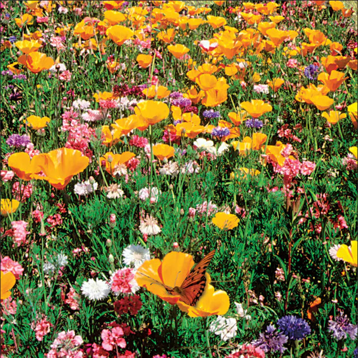 Wildflower Seeds Shaker Bag, Sunny Meadow Flower Mix-Plantjoyfarm-Flower Seeds,Garden Seeds,best selling