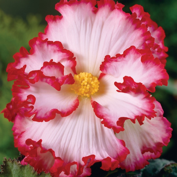 White-Pink Begonia Flower Seeds-Plantjoyfarm-Begonia,Garden Seeds,best selling