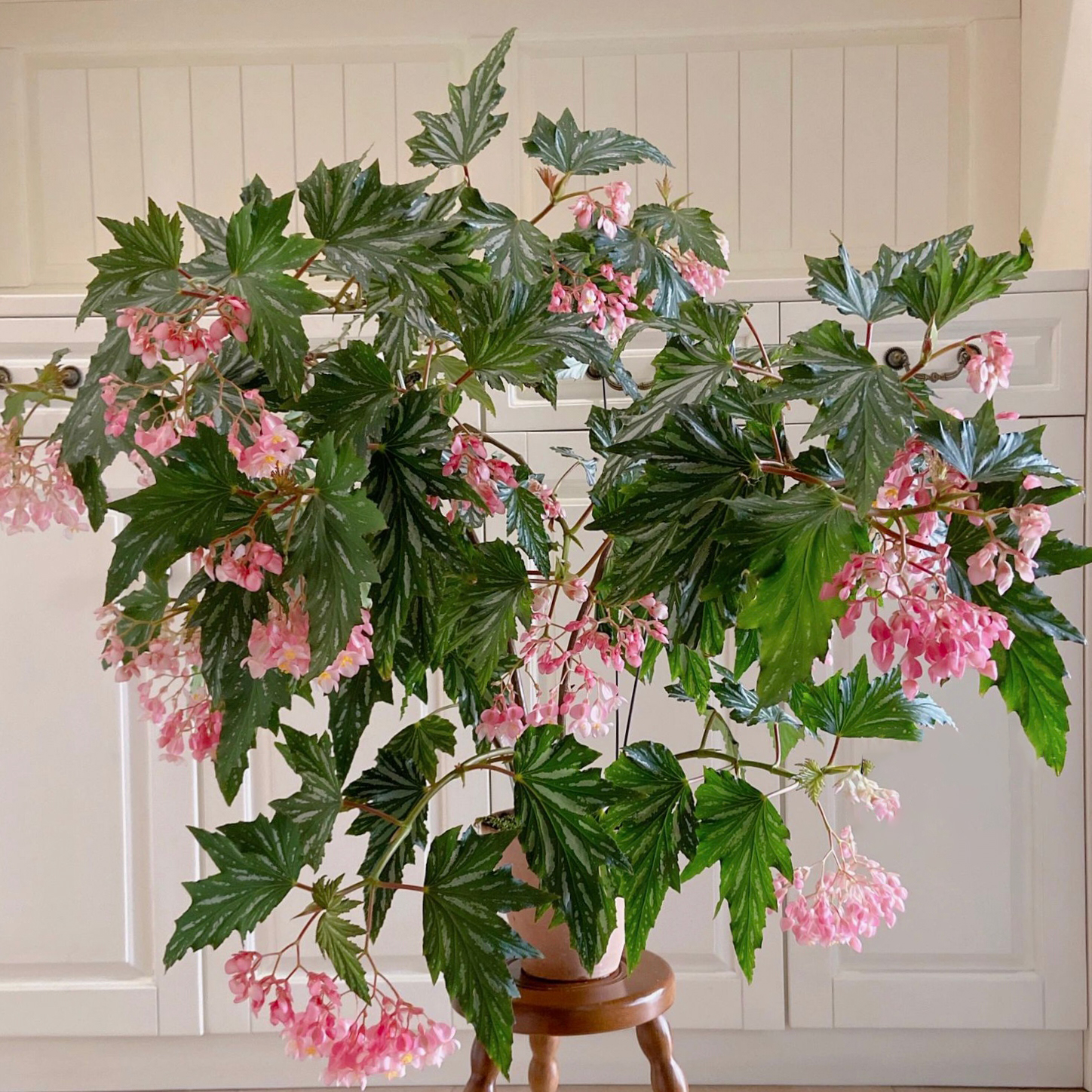 Begonia Aconitifolia-Plantjoyfarm-Flowers Seeds,Garden Seeds,best selling