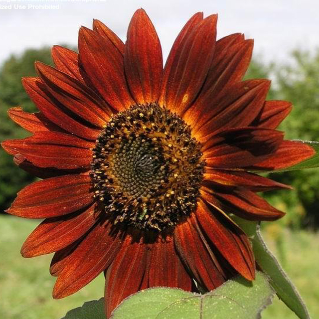 Earthwalker Sunflower  Sunflower Seeds - Earthwalker-Plantjoyfarm-Sunflower Seeds,best selling